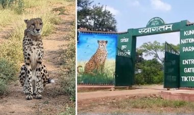 Kuno National Park: चीते की मौत से गमगीन हुए वन अधिकारी, लोगों से की ये अपील