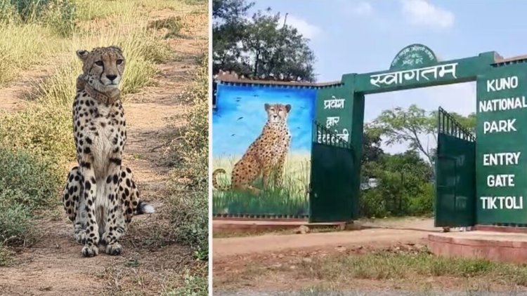Kuno National Park: चीते की मौत से गमगीन हुए वन अधिकारी, लोगों से की ये अपील